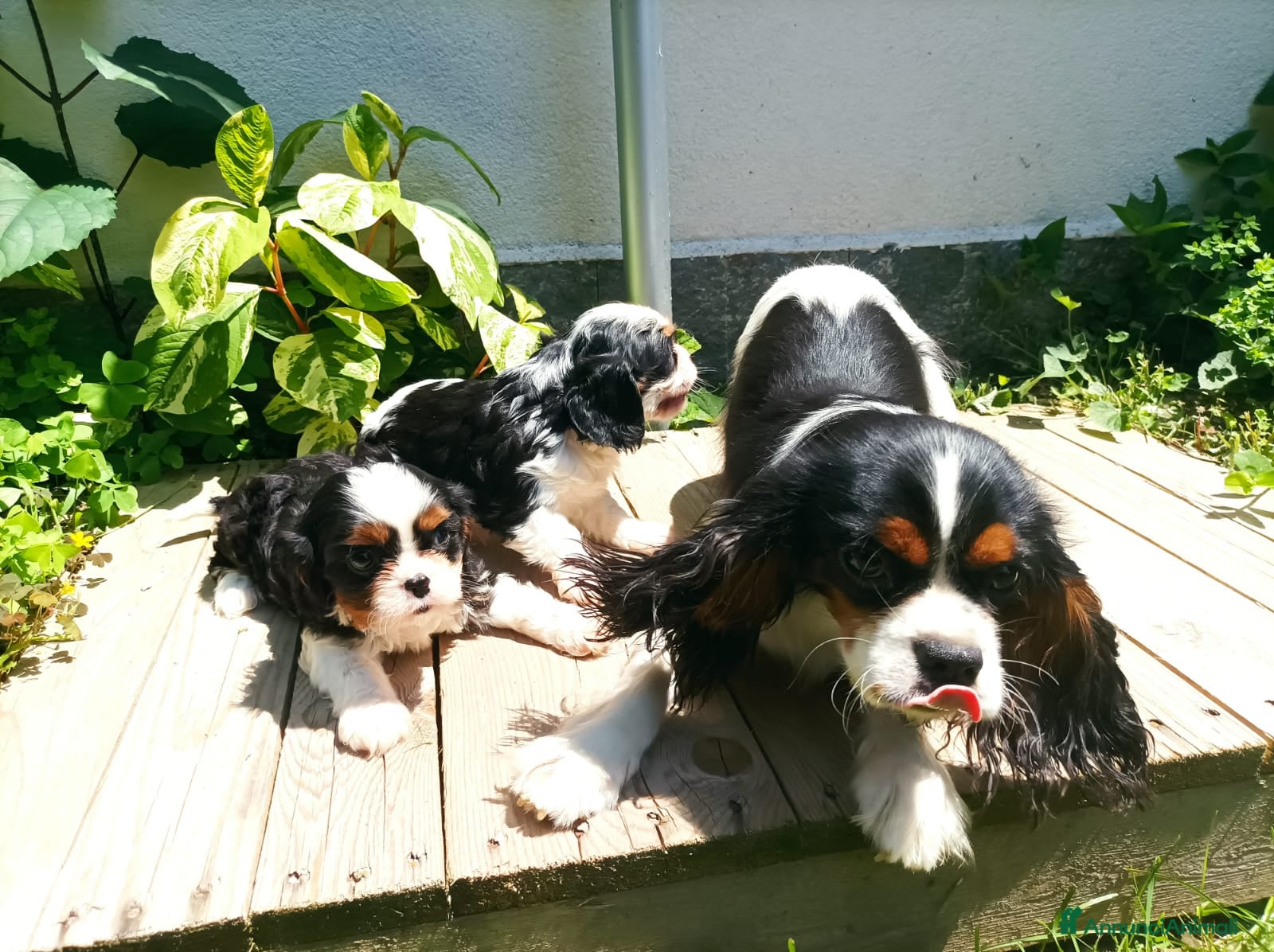 Cavalier King cani Cavalier king con pedigree alta genealogia a Provincia di Bergamo - Annuncio 1