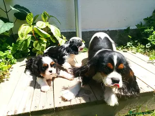Cavalier King cani Cavalier king con pedigree alta genealogia a Provincia di Bergamo - Annuncio 1