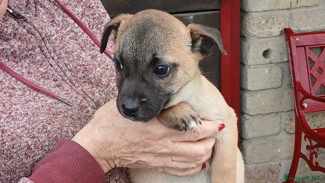 Meticcio cani in regalo: IL DOLCE ROMEO CERCA CASA, IN ADOZIONE - Annuncio 3