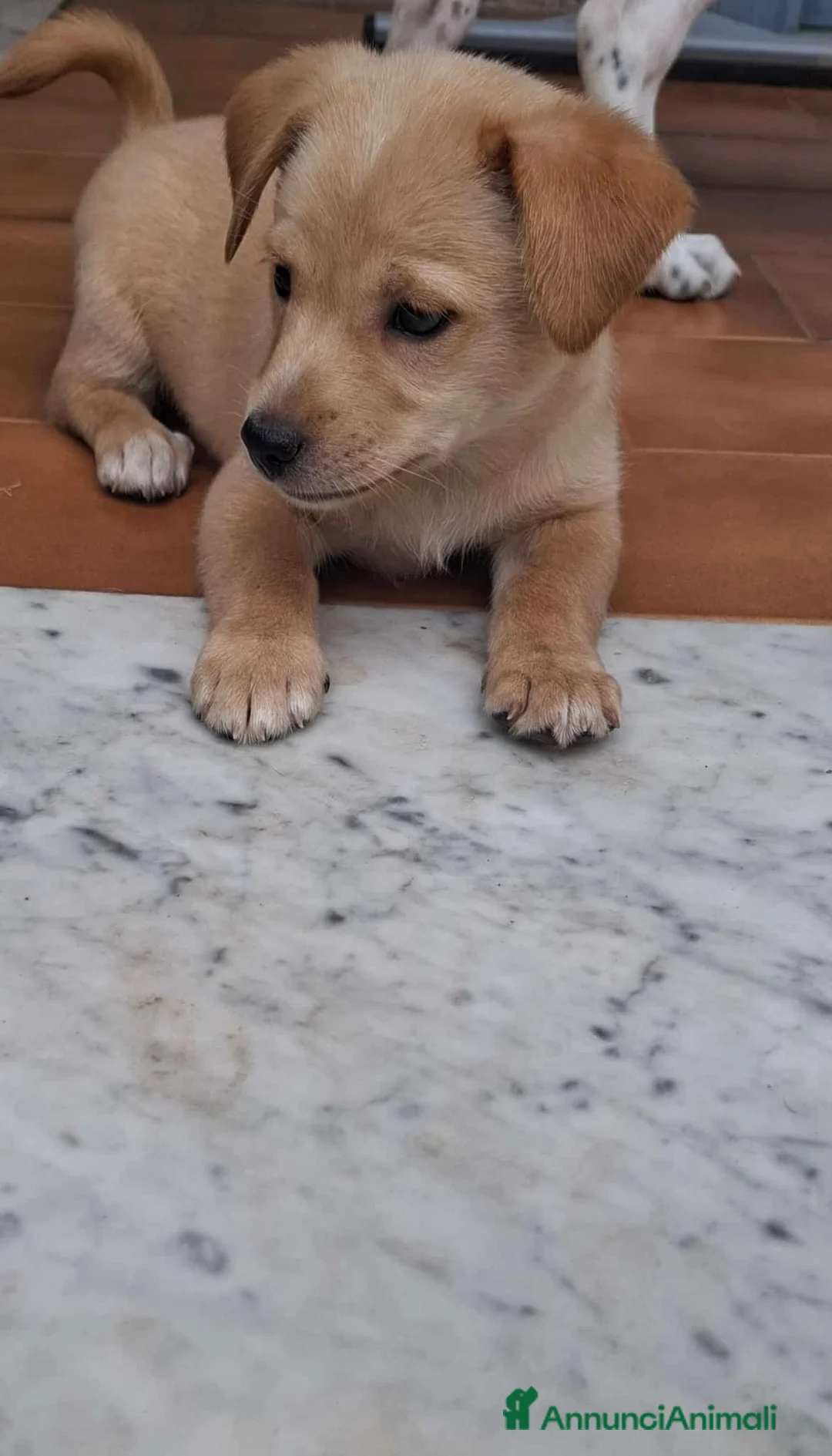 Meticcio cani in regalo: Cucciolo, taglia piccola! (10kg) - Annuncio 2