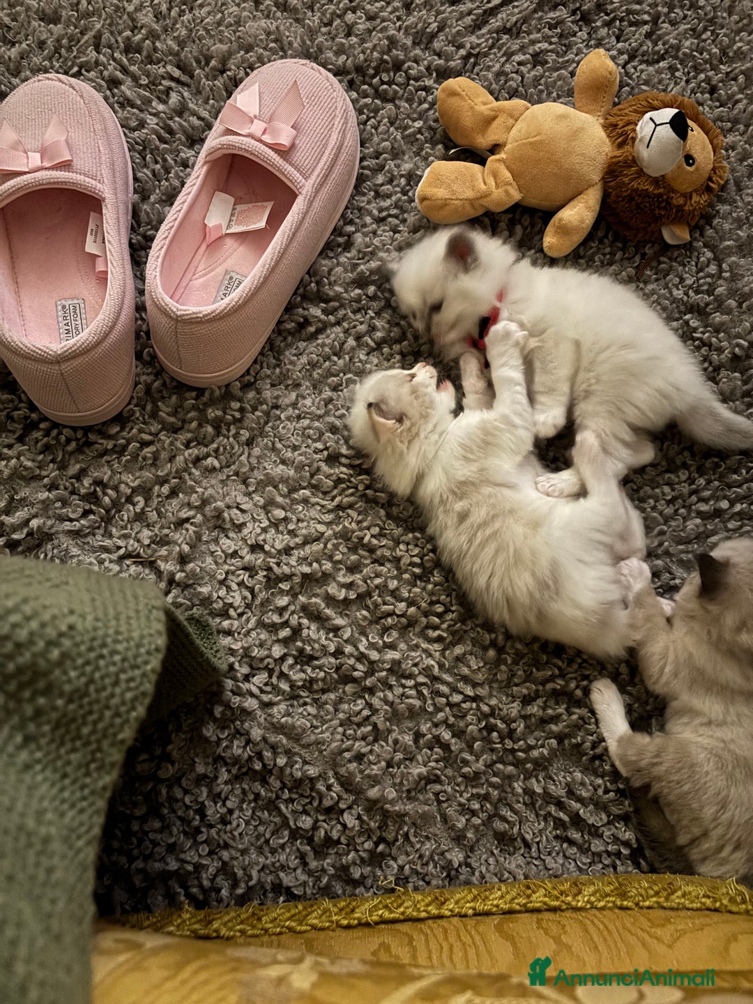 Ragdoll gatti in vendita: Splendidi gattini Ragdoll con pedigree  - Annuncio 15