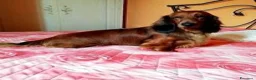 Bassotto cani in vendita: bassotto standard a pelo lungo a Provincia di Pavia - Annuncio 2