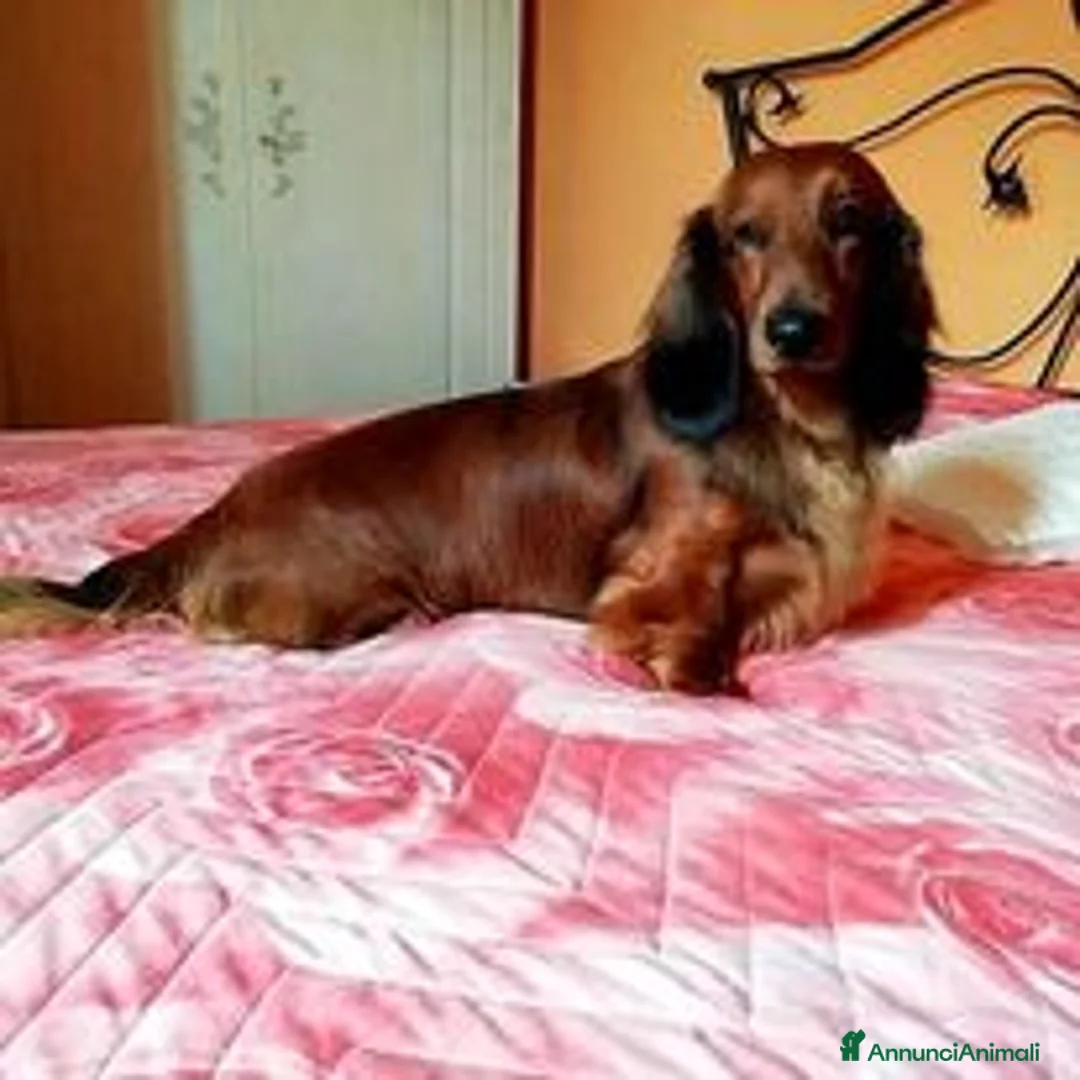 Bassotto cani in vendita: bassotto standard a pelo lungo a Provincia di Pavia - Annuncio 2