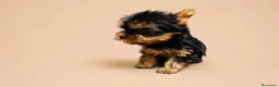 Yorkshire cani in vendita: Adorabili Cuccioli di Yorkshire terrier M/F - Annuncio 10