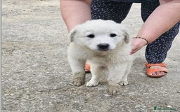Meticcio cani in regalo: Laika & Brika, 65 giorni a Provincia di Bergamo - Immagine 2