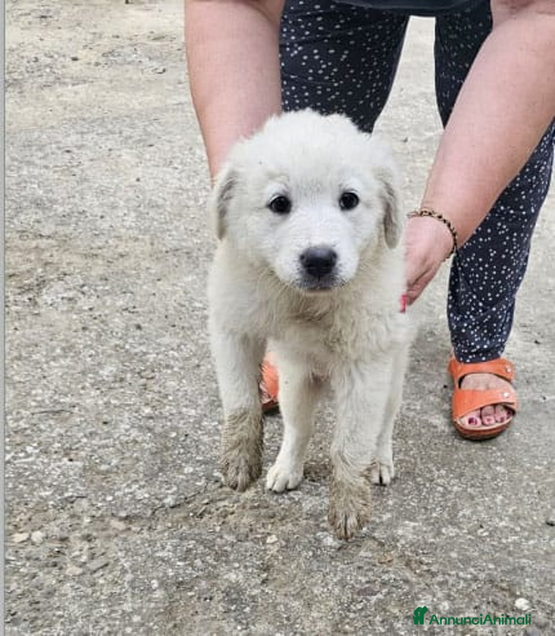 Meticcio cani in regalo: Laika & Brika, 65 giorni a Provincia di Bergamo - Immagine 2