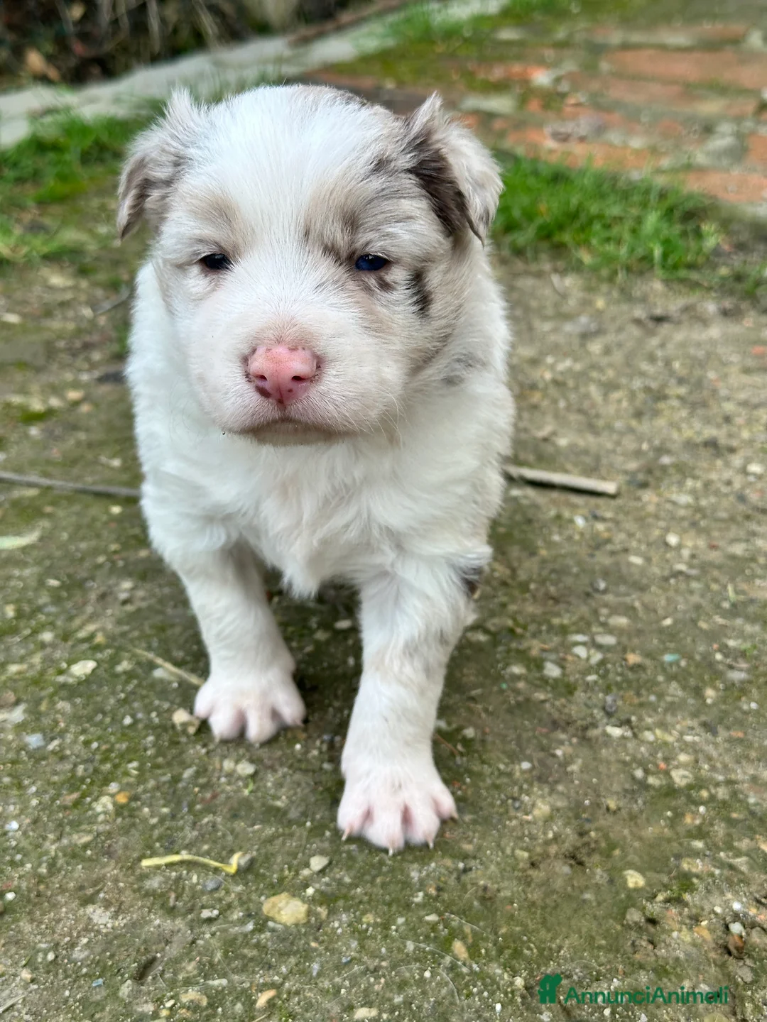Border Collie cani in vendita: Ultimi border collie con pedigree - Annuncio 10