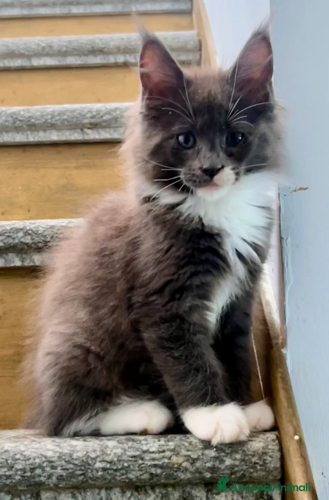 Maine Coon gatti in vendita: Maine Coon - Annuncio 1