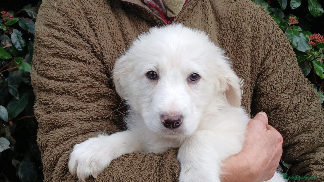 Meticcio cani in regalo: GERONIMO HA BISOGNO DI UNA MAMMA E DI UN PAPA' - Annuncio 4