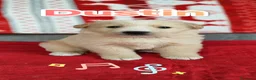 Meticcio cani in regalo: Sette cuccioli cercano adozione in famiglia a Città metropolitana di Milano - Annuncio 4