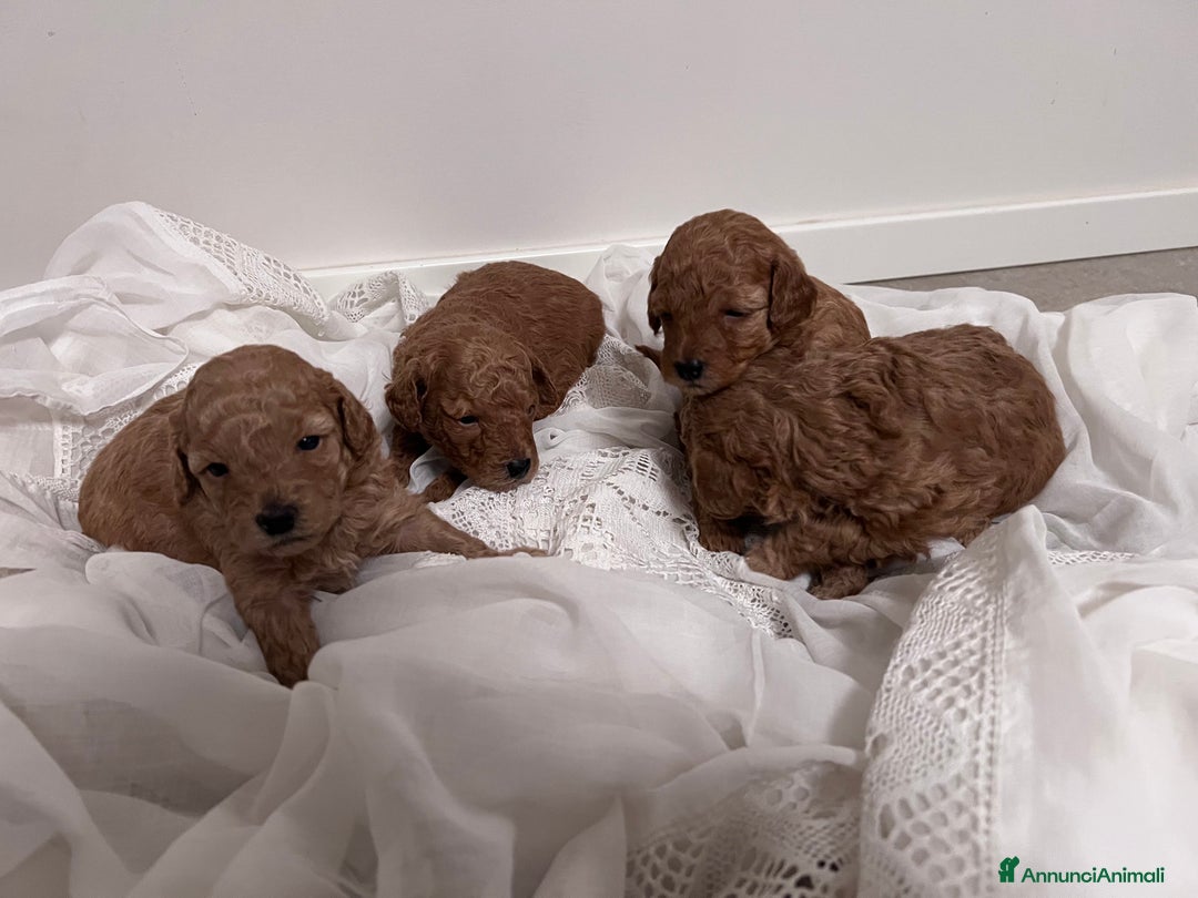 Barboncino Toy cani in vendita: Barboncino Toy Mini - Annuncio 3