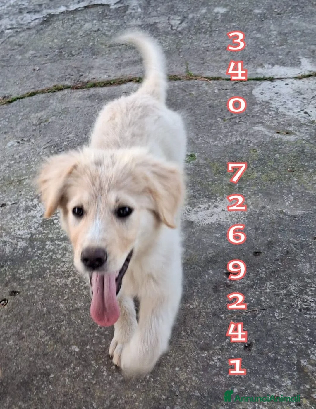 Meticcio cani in regalo: AURA 🩷-cucciola mix pastore, chiami per lei? 🙏🏻 a Provincia di Massa e Carrara - Annuncio 1