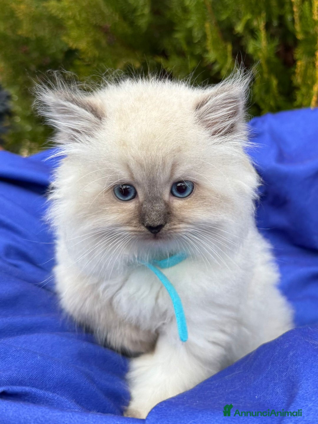 Siberiano gatti in vendita: Siberiani Neva Masquerade  - Annuncio 3
