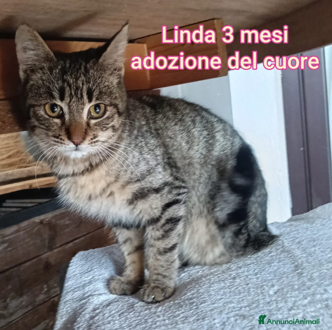 Altre razze gatti in regalo: SERVONO ADOZIONI X SALVARLI - Annuncio 4