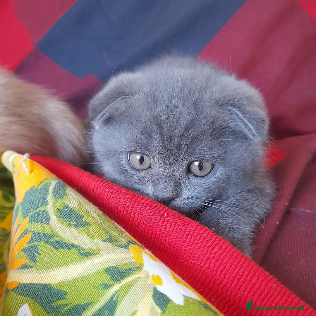 Scottish gatti in vendita: Cuccioli Scottish fold e Scottish straight  - Annuncio 5