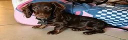 Bassotto cani in vendita: Bassotto a pelo lungo  - Annuncio 4