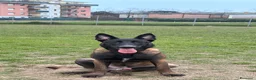 Pastore Belga cani in vendita: Vendo Pastore Belga a Città metropolitana di Palermo - Annuncio 1