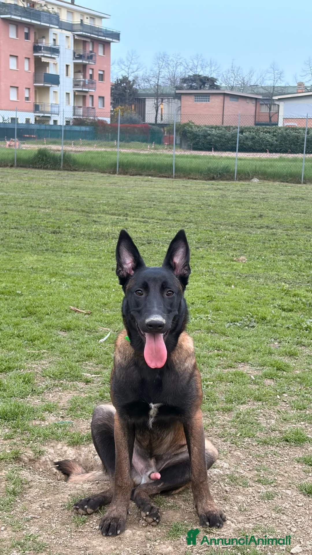 Pastore Belga cani in vendita: Vendo Pastore Belga a Città metropolitana di Palermo - Annuncio 1