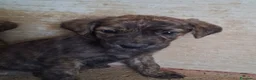 Meticcio cani in regalo: Cuccioli 2 mesi a Provincia di Varese - Annuncio 2