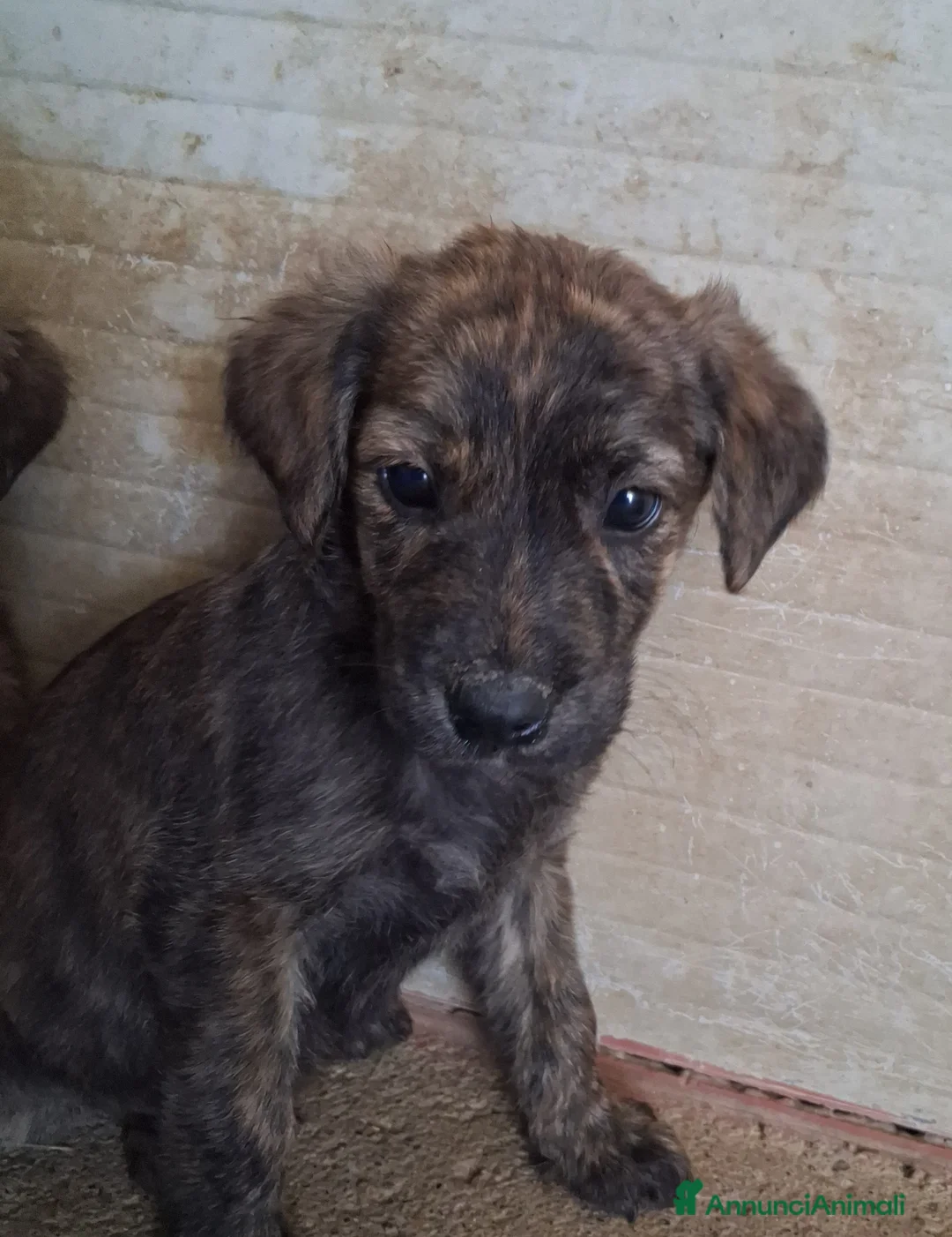 Meticcio cani in regalo: Cuccioli 2 mesi a Provincia di Varese - Annuncio 2