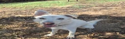 Meticcio cani in regalo: LUNA 🩷 un vulcano di amore e allegria!  😍 a Provincia di Treviso - Annuncio 18