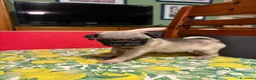 Carlino cani in vendita: Carlini maschi - Annuncio 2