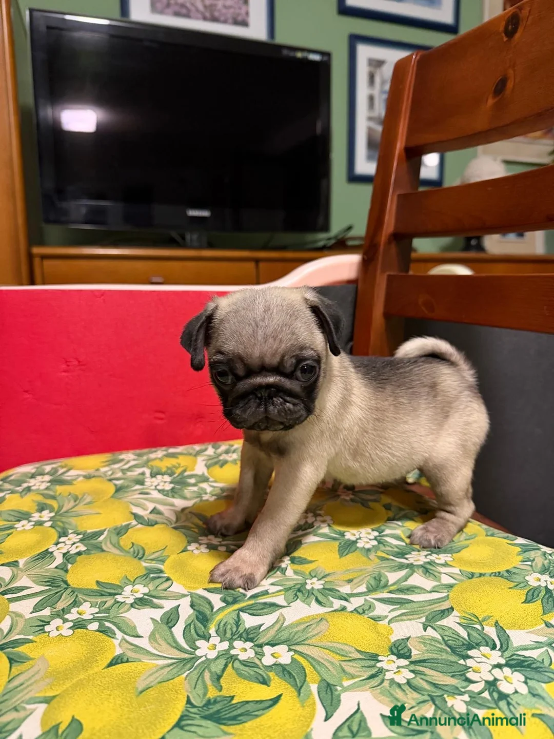 Carlino cani in vendita: Carlini maschi - Annuncio 2