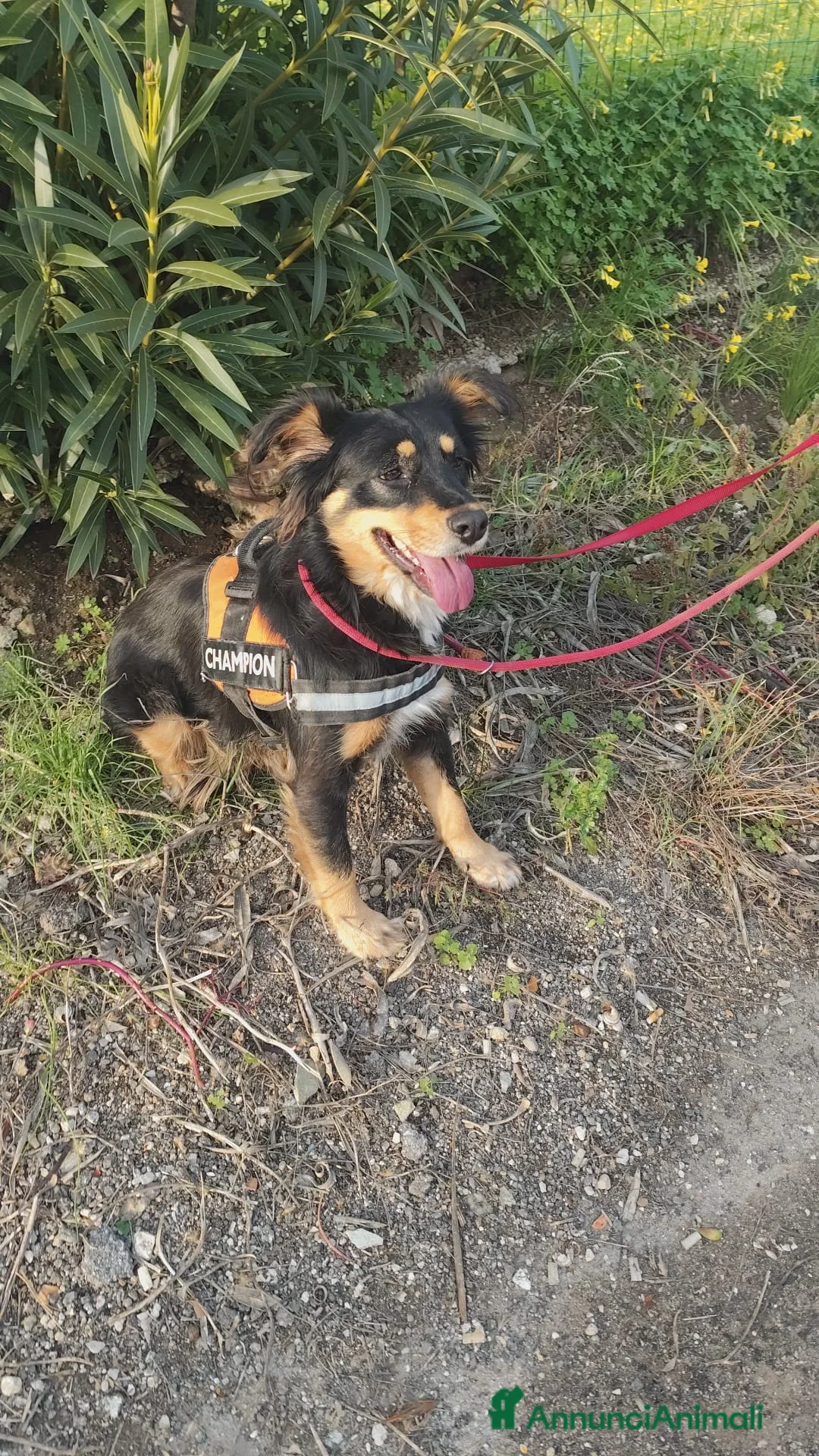 Meticcio cani in regalo: ZARA cagnolina taglia media - Annuncio 7