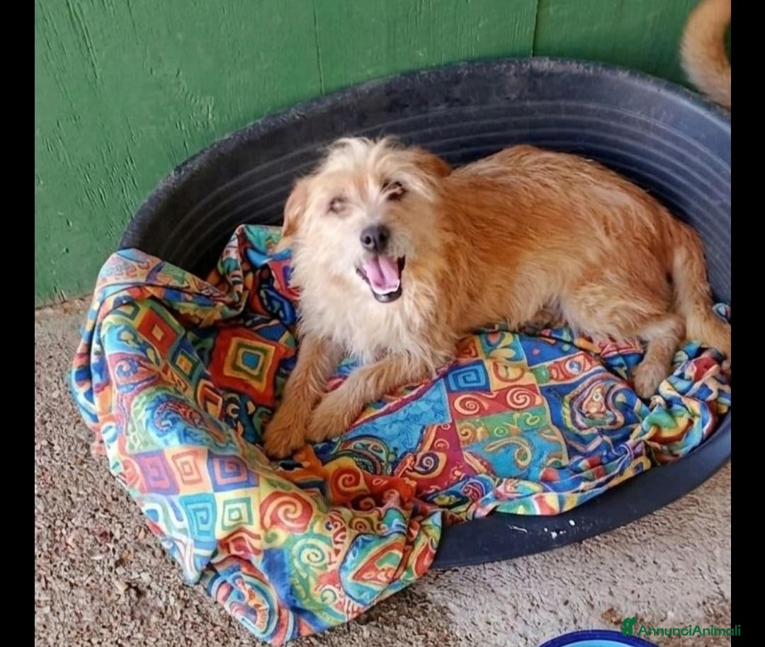 Meticcio cani 2mix yorkini 4 e 7anni finiti in canile.CAGLIARI - Annuncio 31
