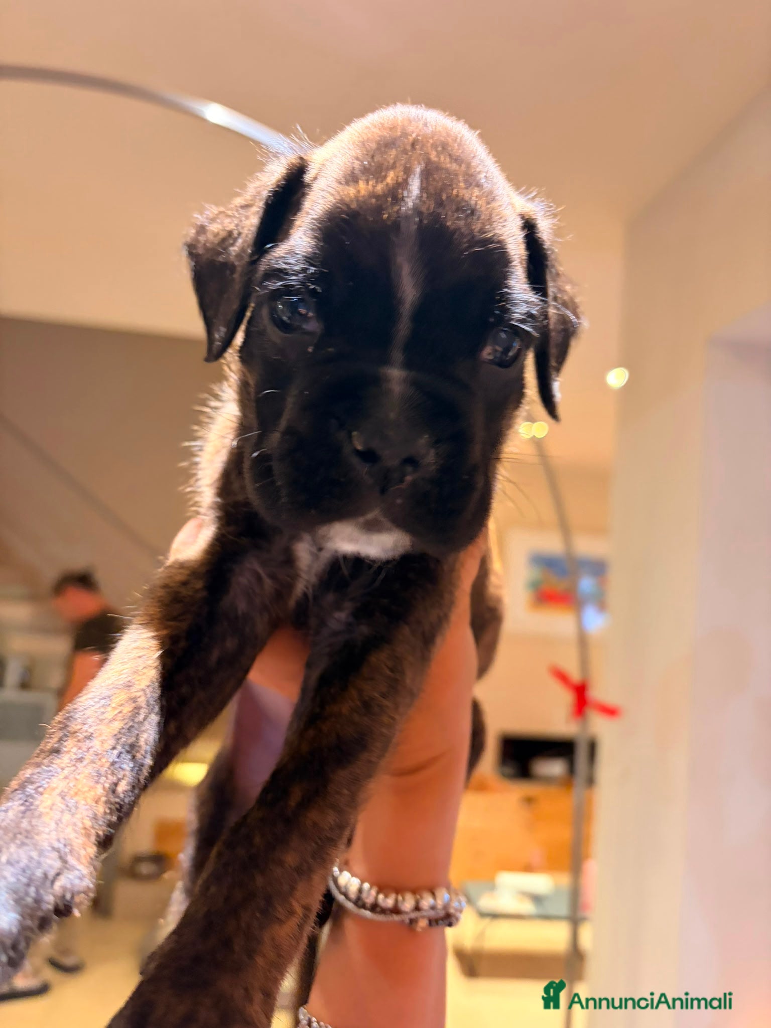 Boxer cani in vendita: Cuccioli di boxer a Provincia di Fermo - Annuncio 3