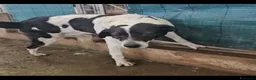 Meticcio cani in regalo: Coffee: super dolce, amico di tutti  - Annuncio 2