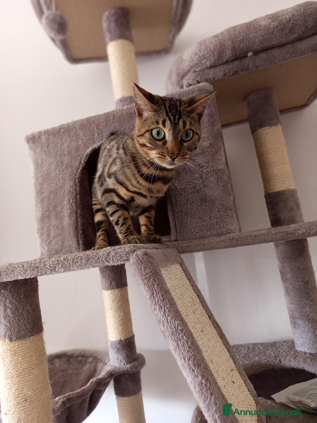 Bengala gatti per accoppiamento: Compagno per Mila a Provincia di Varese - Annuncio 1