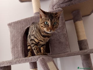 Bengala gatti Compagno per Mila a Provincia di Varese - Annuncio 35