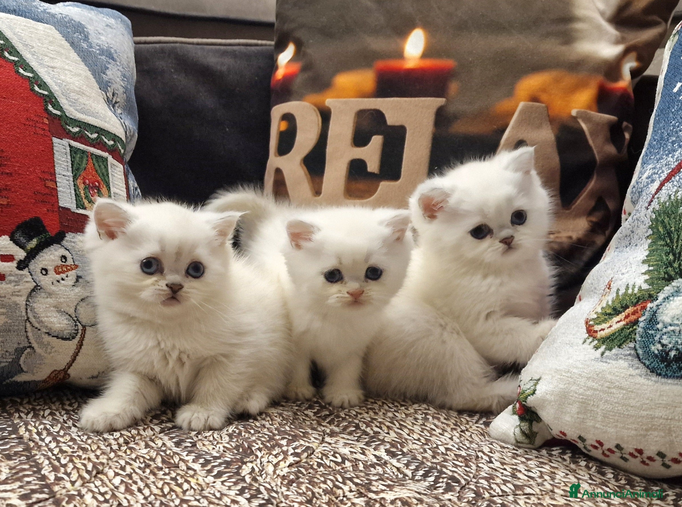 British gatti British shorthair e longhair  a Provincia di Monza e della Brianza - Annuncio 3