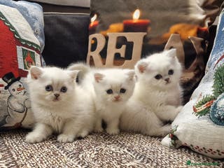 British gatti British shorthair e longhair a Provincia di Monza e della Brianza - Annuncio 17