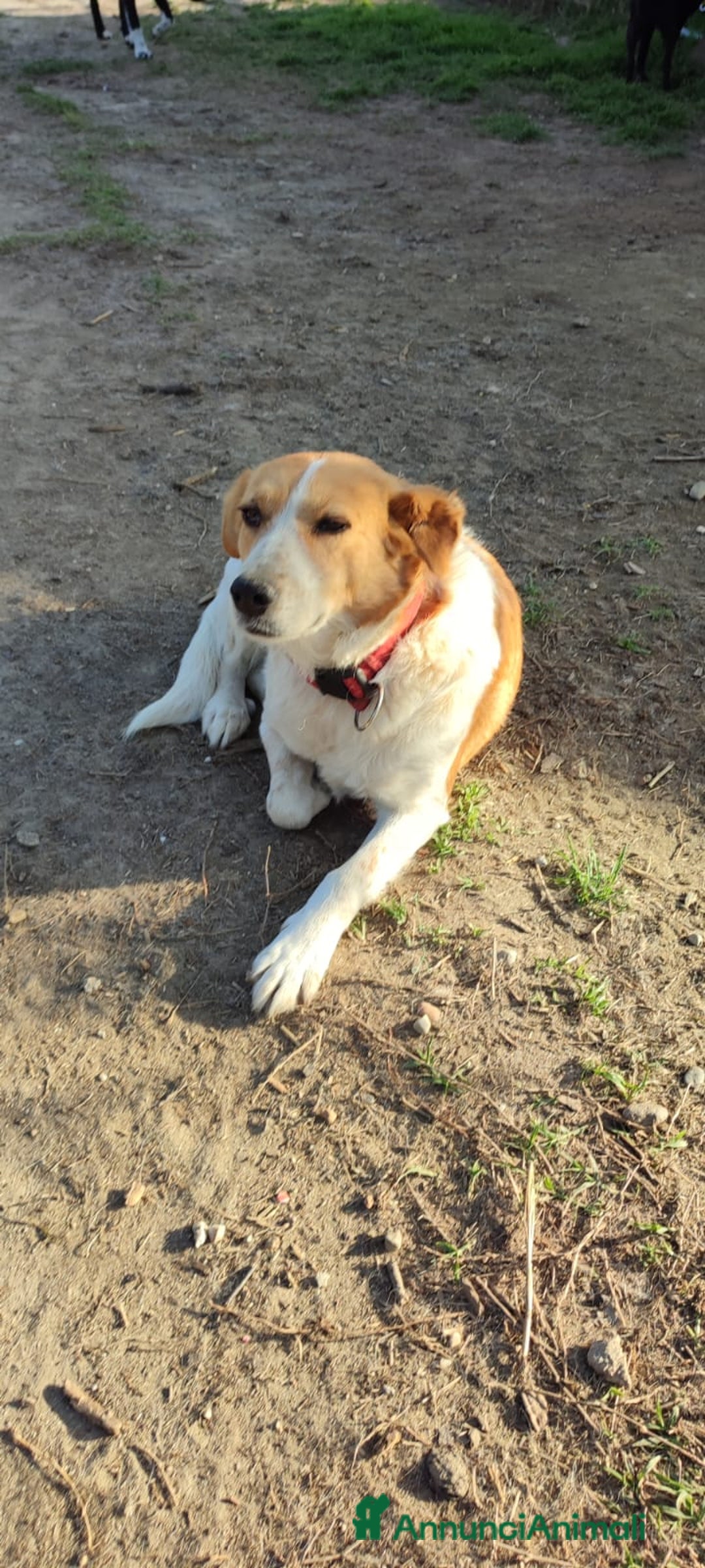 Meticcio cani in regalo: 11anni femmina tg media padrone deceduto! VIGEVANO a Città metropolitana di Milano - Annuncio 5