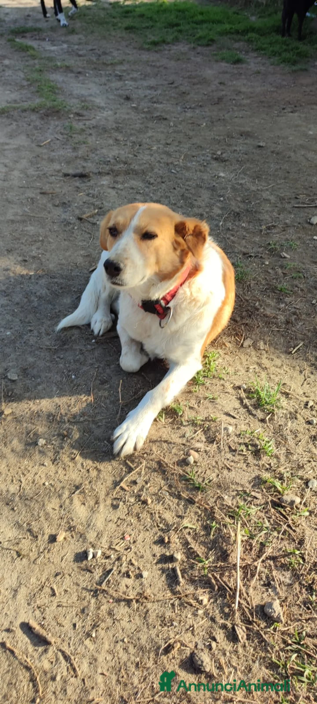 Meticcio cani in regalo: 11anni femmina tg media padrone deceduto! VIGEVANO a Città metropolitana di Milano - Annuncio 5