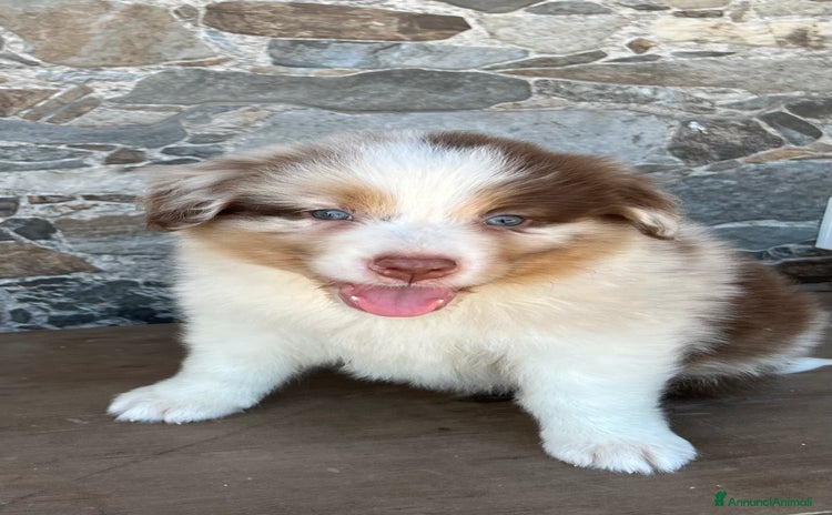 Australian Shepherd cani a Provincia di Pavia - Annuncio 9