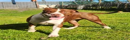 Pitbull cani in regalo: Drake e sorella Pitbull 20/22mesiBUONISSIMI.SUD  - Annuncio 6