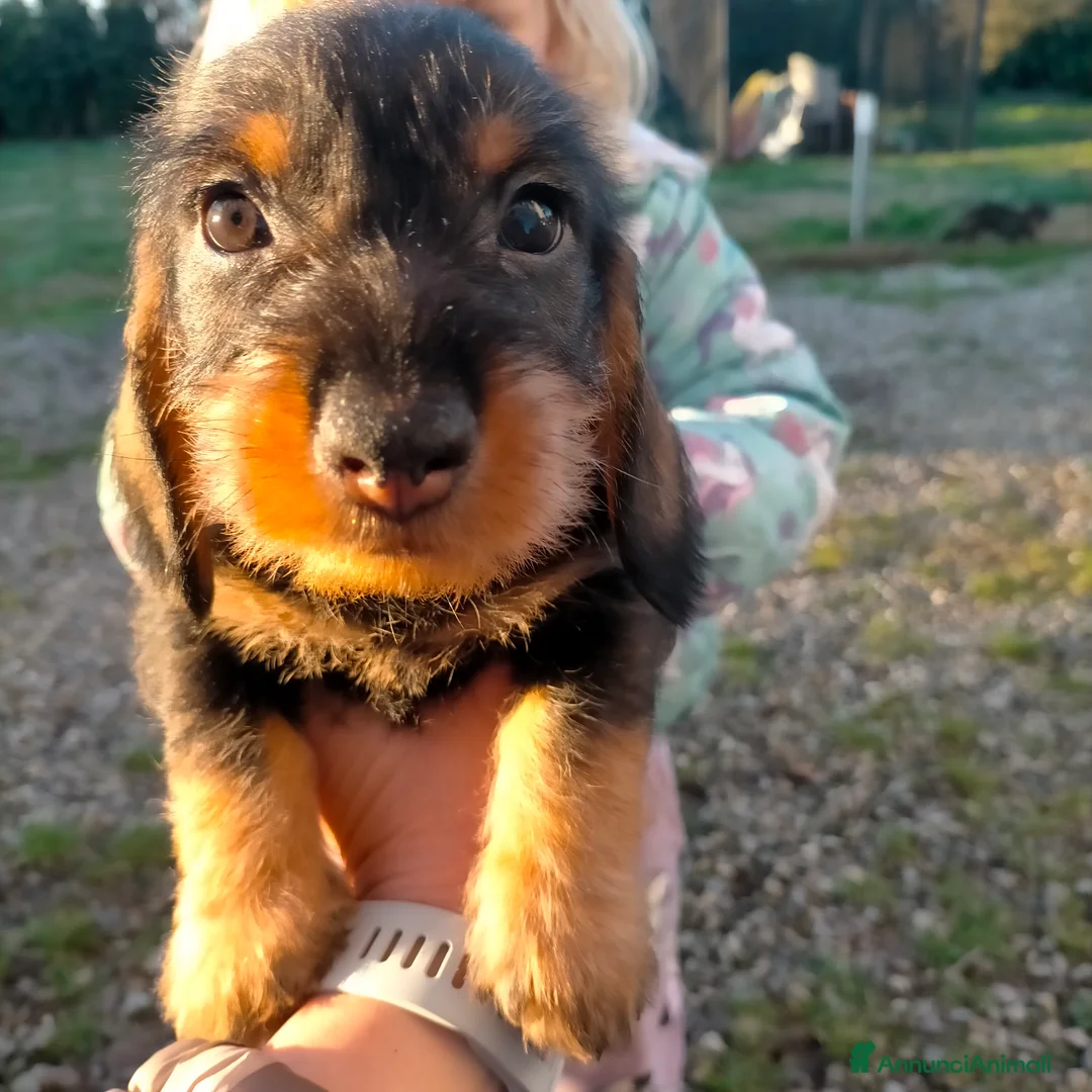 Bassotto cani in vendita: Bassotto tedesco a pelo duro  - Annuncio 1