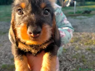 Bassotto cani Bassotto tedesco a pelo duro - Annuncio 11