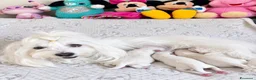 Maltese cani in vendita: Cuccioli di Maltese a Provincia di Imperia - Annuncio 1