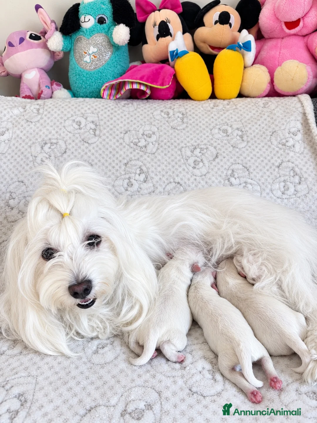 Maltese cani in vendita: Cuccioli di Maltese a Provincia di Imperia - Annuncio 1