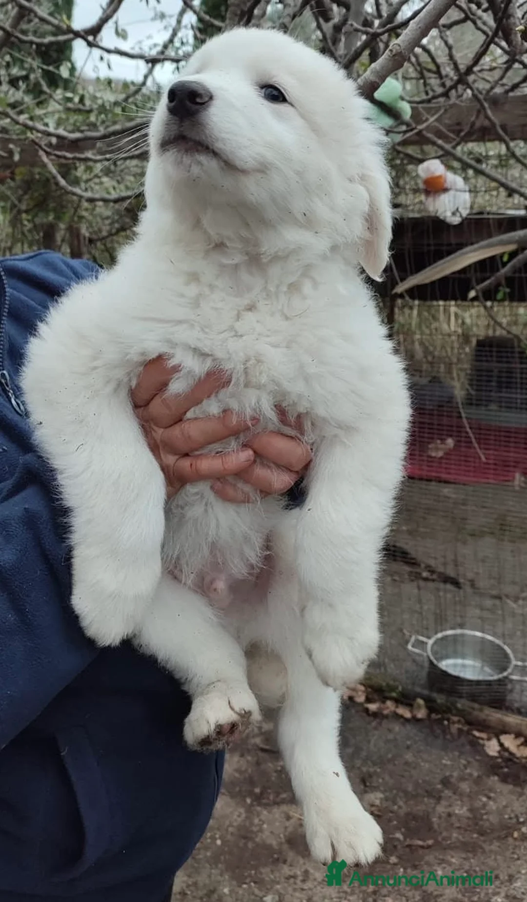 Pastore Maremmano cani in regalo: Orfeo dolcissimo orsetto 2 mesi taglia grande - Annuncio 4