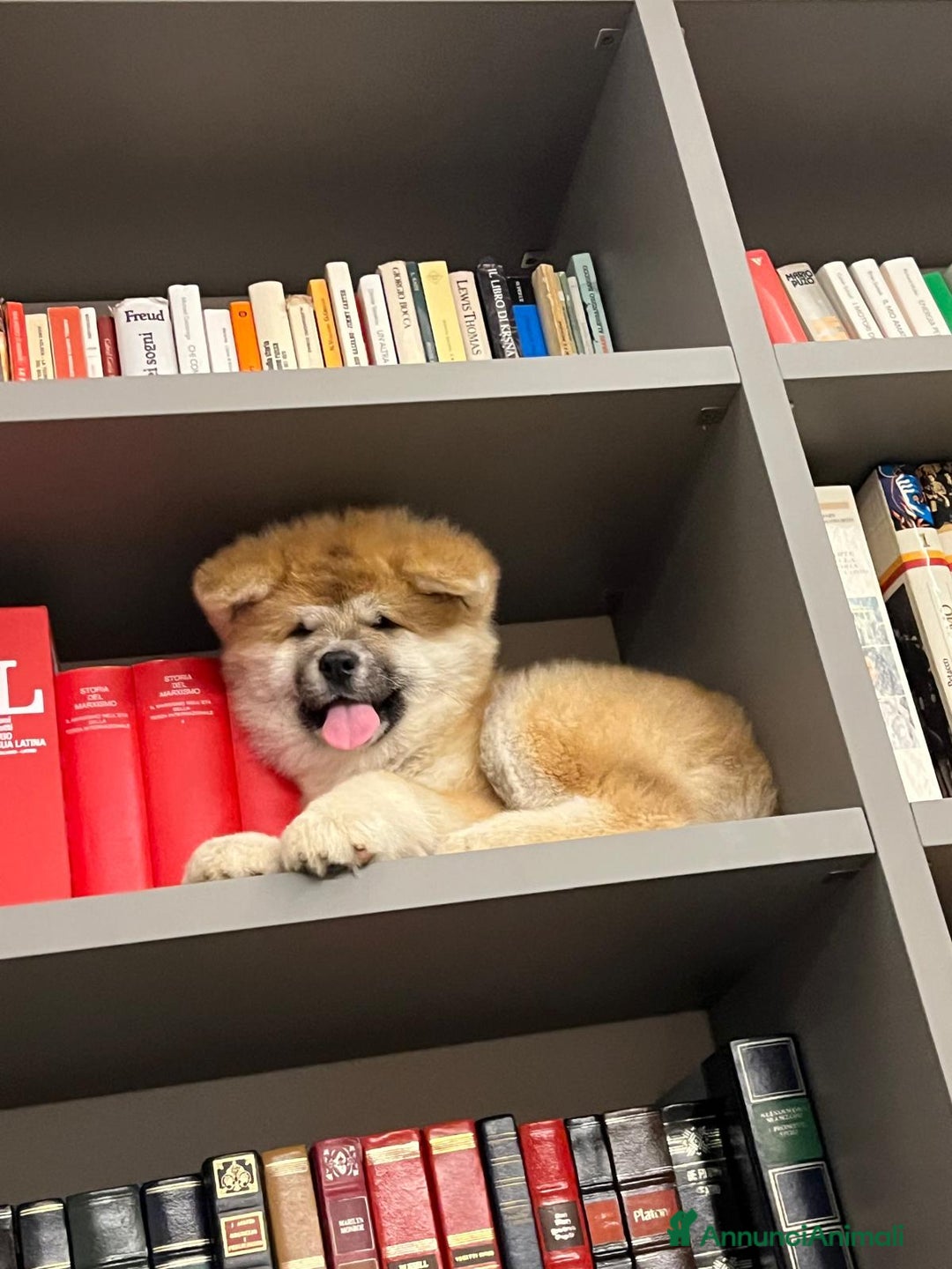 Akita Inu cani in vendita: Cuccioli di akita inu disponibili dal 23 dicembre  - Annuncio 7