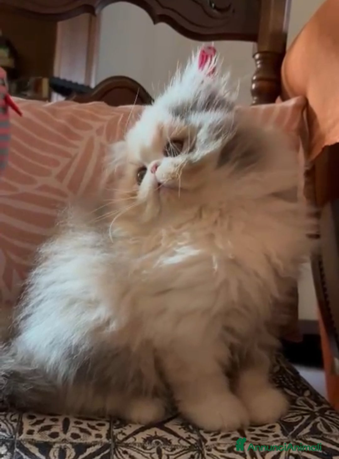 Persiano gatti in vendita: Nia cucciola persiana pedigree Anfi - Annuncio 6