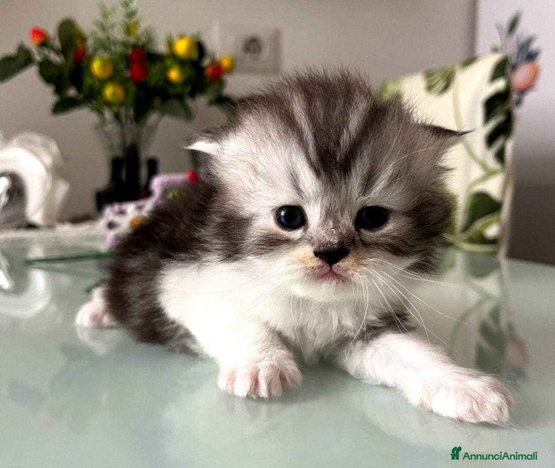 Persiano gatti in vendita: Gattini persiano bicolore a Città metropolitana di Messina - Immagine 24