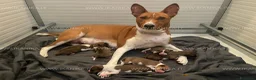 Basenji cani in vendita: Basenji disponibili con pedigree ENCI - Annuncio 1