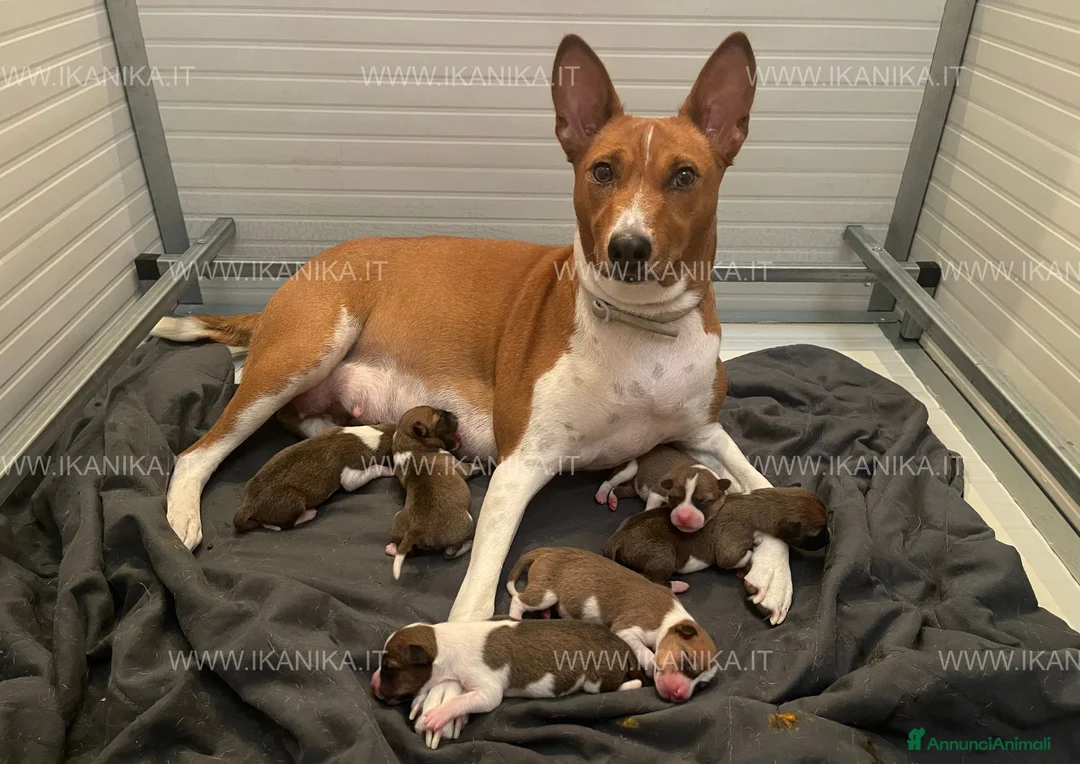 Basenji cani in vendita: Basenji disponibili con pedigree ENCI - Annuncio 1