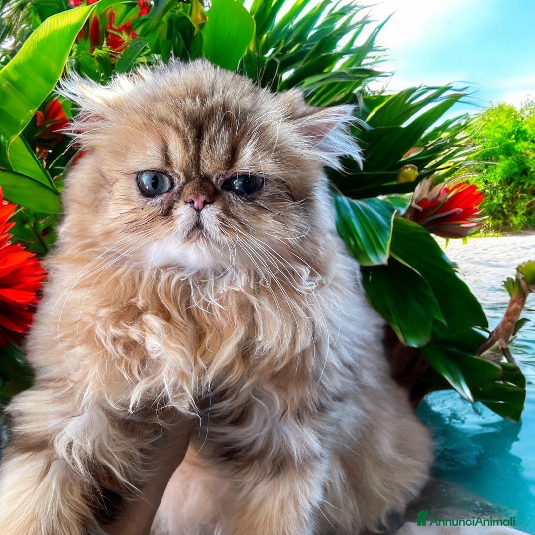 Persiano gatti in vendita: gatta persiana golden shaded di alta genealogia a Città Metropolitana di Bologna - Immagine 9